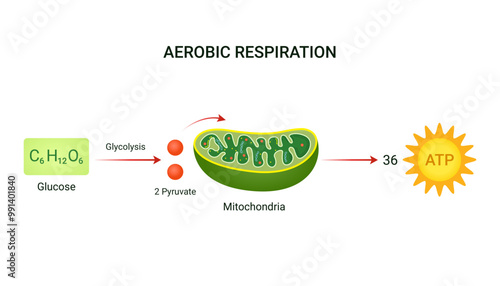 Example Equation of Aerobic Respiration