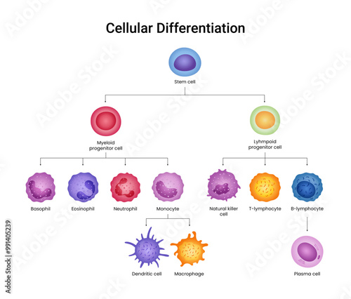 Cell Differentiation of Physiology Science