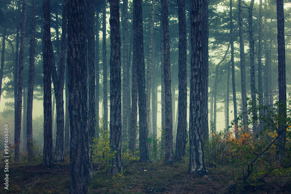 Fototapeta premium misty autumn forest