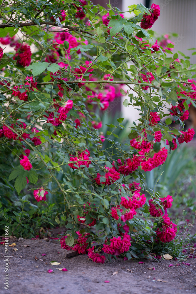 Burgundy Iceberg Rose close up. Multiply purple roses on shrub on summer evening. Vertical photo Burgundy Iceberg Rose close up. Multiply purple roses on shrub on summer evening. Vertical photo