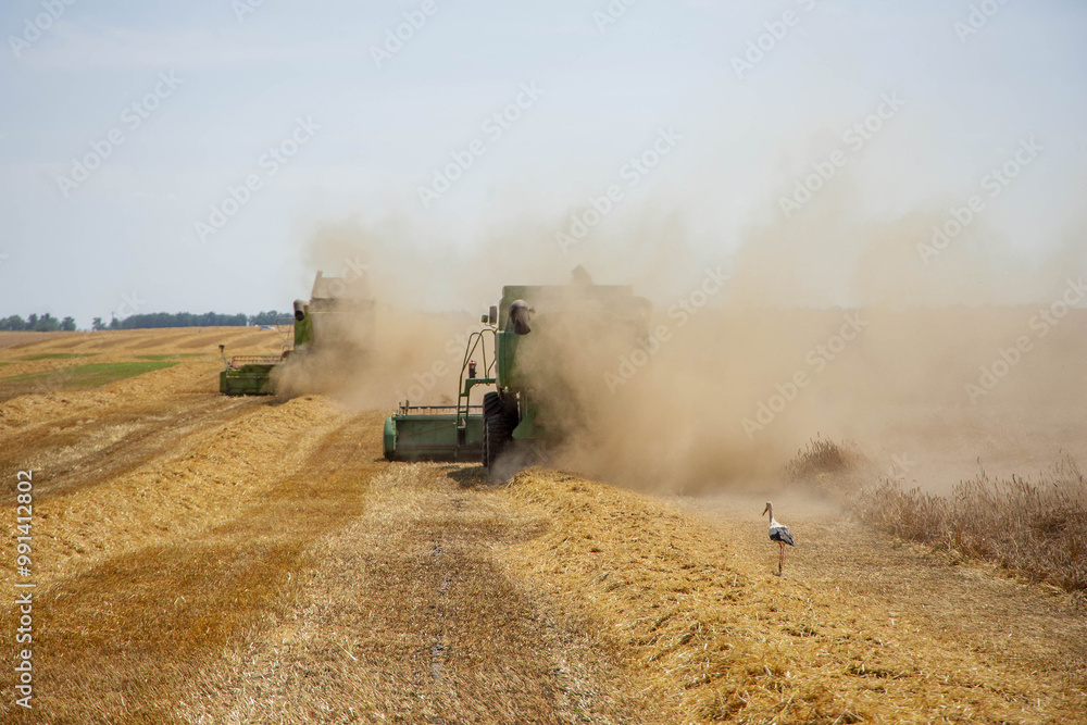 Naklejka premium Herons and combine harvester on mown stubble.