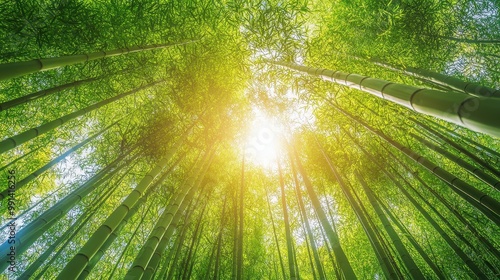 Sunlit Bamboo Forest: A Verdant Canopy