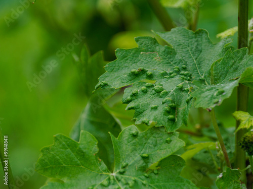 Grapevine leaf showing symptoms of phylloxera infection photo