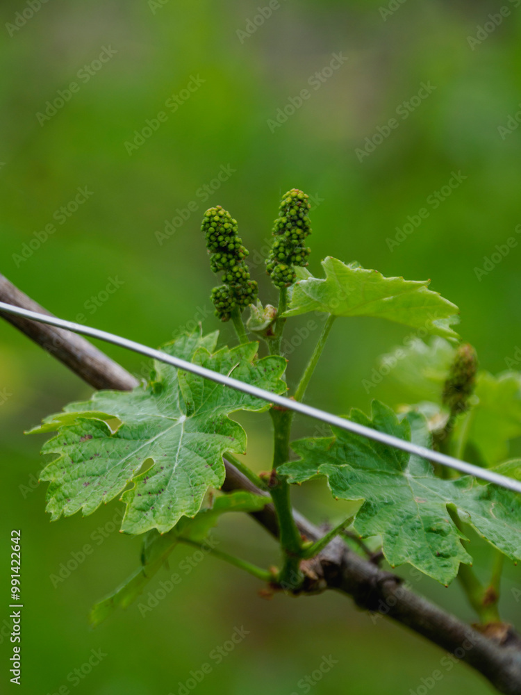 Young grape bunches developing on vine in springtime Young grape bunches developing on vine in springtime
