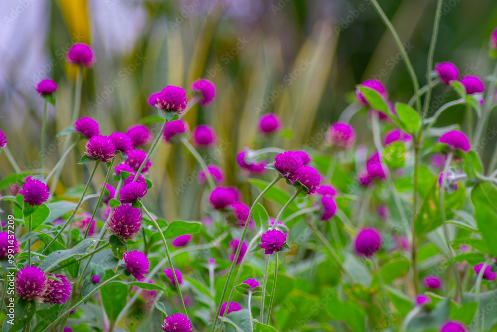 globe amaranth (Gomphrena globosa) in the garden globe amaranth (Gomphrena globosa) in the garden