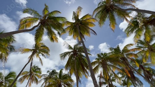 Wallpaper Mural palm trees against sky Torontodigital.ca