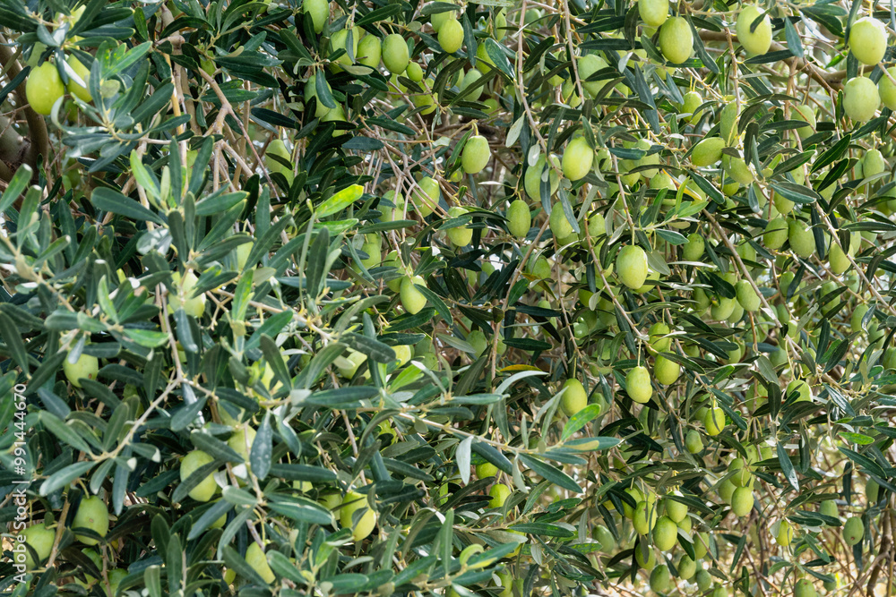 closeup of olive tree with green olives closeup of olive tree with green olives