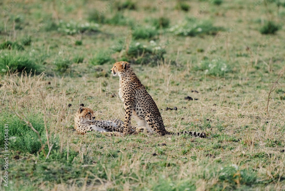 cheetah family in Massai Mara hanging out on a Sunday afternoon cheetah family in Massai Mara hanging out on a Sunday afternoon