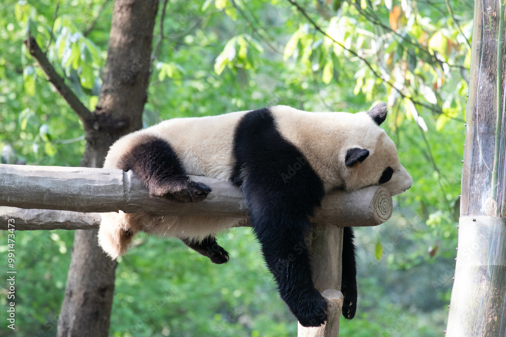 Obraz premium Funny Pose of sleeping panda