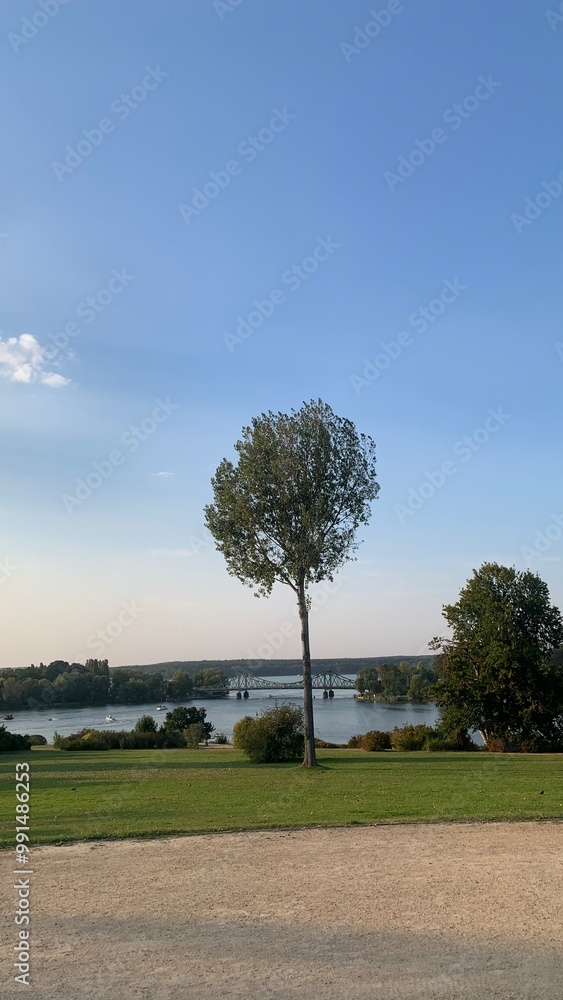 Obraz premium big tree in a beautiful park 