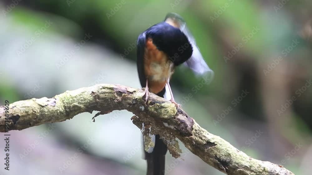 black capped kingfisher,White-rumped Shama black capped kingfisher,White-rumped Shama