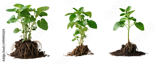 Collection of potato plant with roots and soil isolated on a transparent background, Cutout PNG
