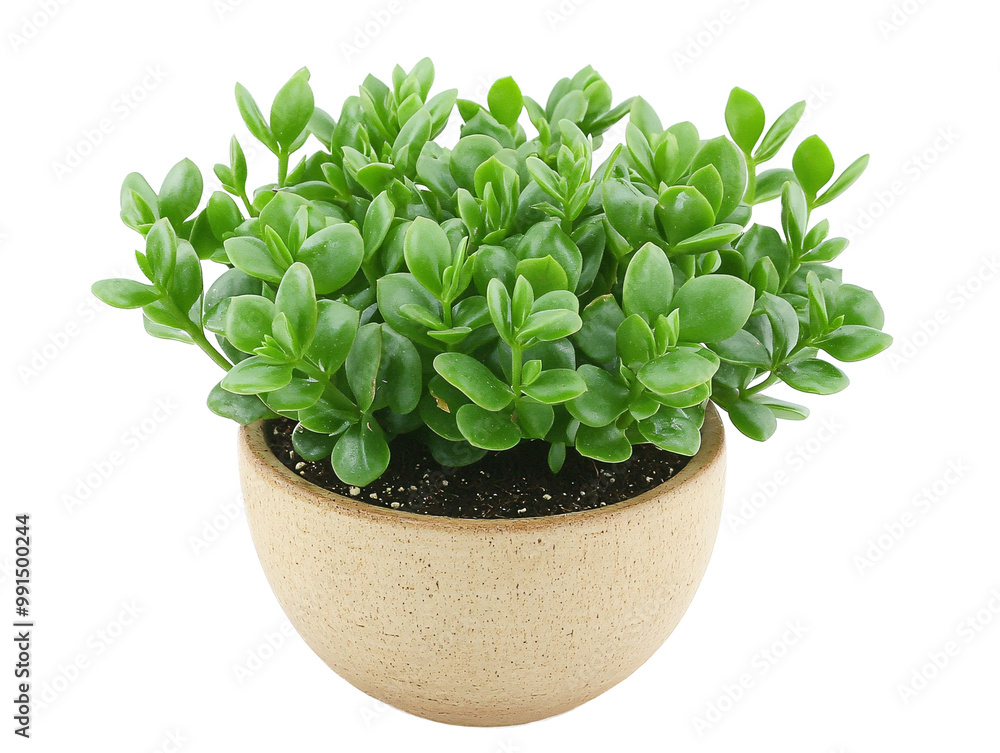 a potted plant with green leaves a potted plant with green leaves