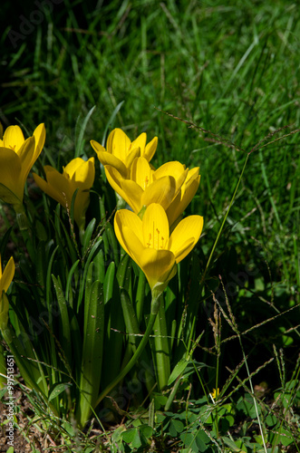 yellow flower in the grass