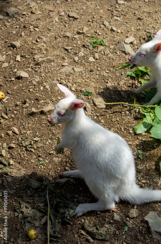 white kangaroo in the zoo