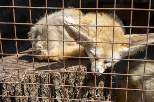 fox in cage