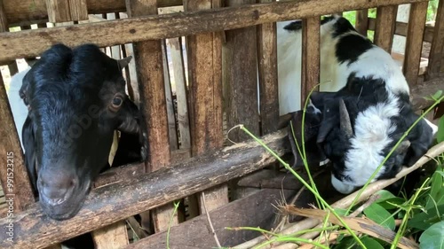 Two young local goats with white fur with black spots are eating mlinjo leaves in a cage made of bamboo trees which are separated from each other photo