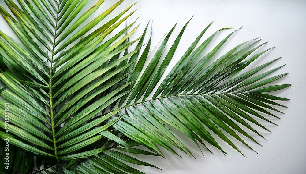 Fototapeta premium Palm leaves on a white background