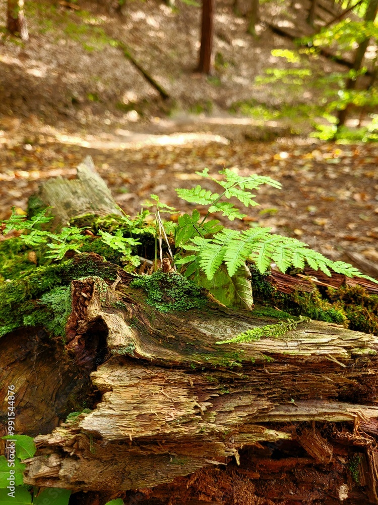 moss in the forest moss in the forest