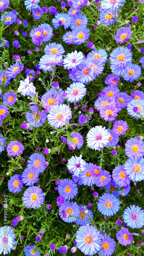Purple aster flowers in the garden on a sunny day. Autumn chrysanthemums. Selective focus Purple aster flowers in the garden on a sunny day. Autumn chrysanthemums. Selective focus