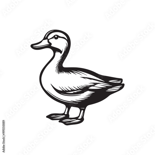 Duck silhouette outline illustration, vector photo