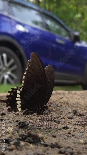 Colorful butterfly sipping from a ground, sunlight dappling its delicate wings, vertical, slow motion video. photo