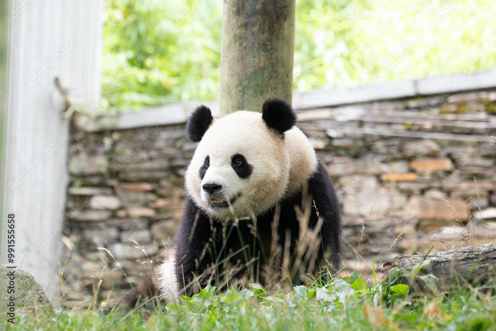 Fototapeta premium Close up Cute Panda, Bao Li, in Wolong Panda Base, China