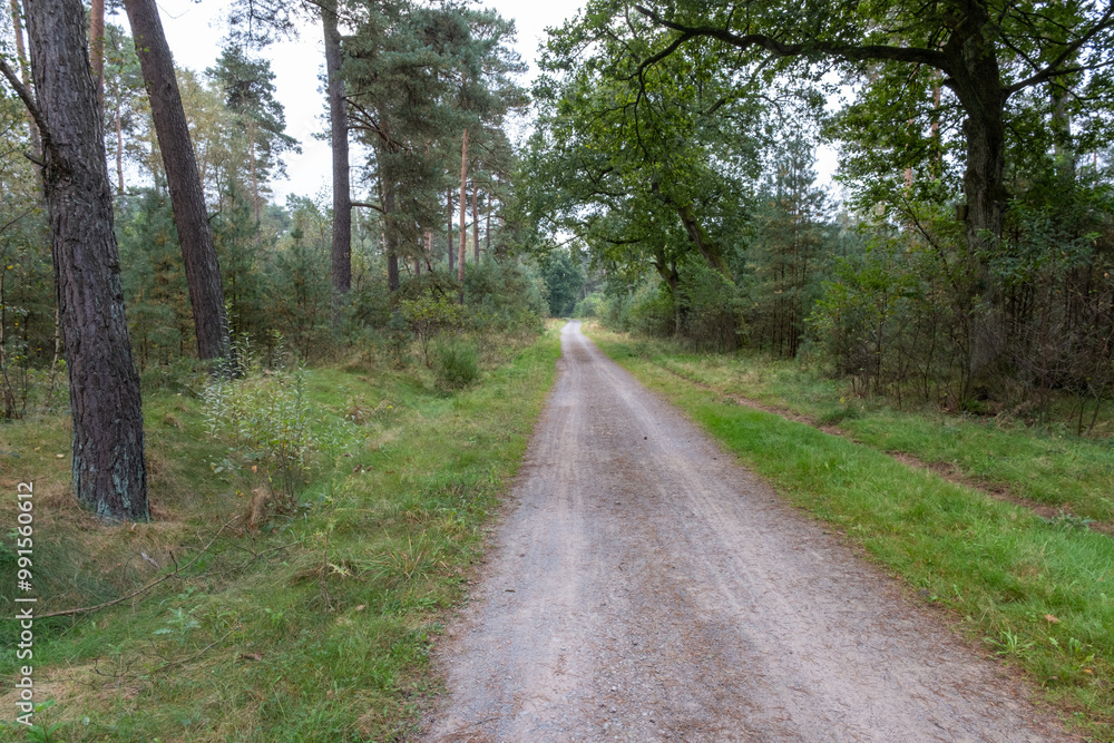 Fototapeta premium wide path through sparse pine forest