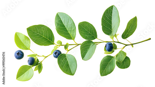 Wallpaper Mural Green leaves of blueberry isolated on white or transparent background Torontodigital.ca
