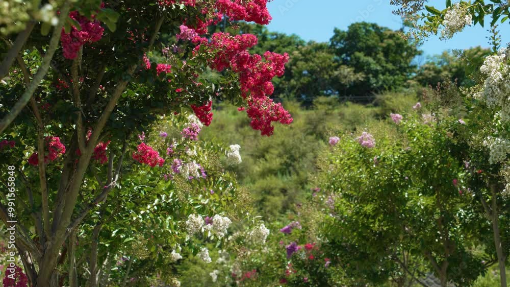 サルスベリの花(百日紅) サルスベリの花(百日紅)