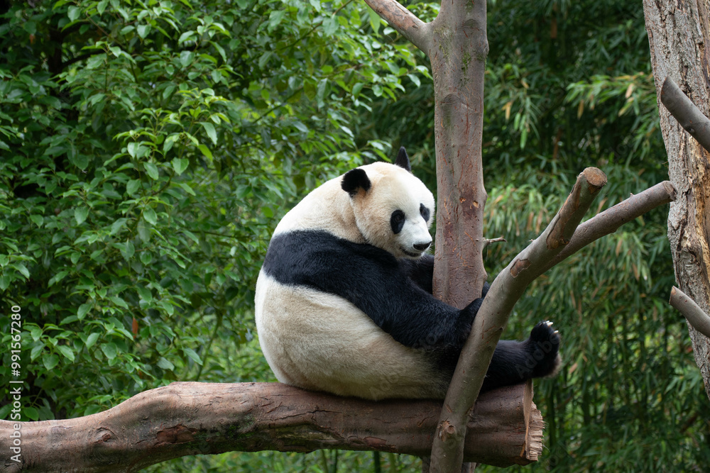 Obraz premium Close up female Panda, Rui Rui, Wolong Panda base