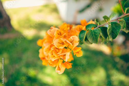 orange flowers in the garden