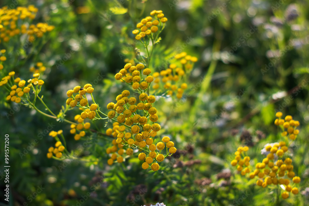 Fototapeta premium A beautiful bunch of vibrant yellow flowers is growing in the grass