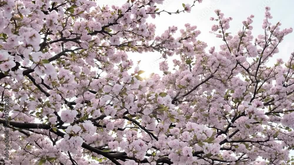 A cherry blossom tree displays a stunning array of pink flowers, filling the branches with color under a bright sky, signaling the arrival of spring A cherry blossom tree displays a stunning array of pink flowers, filling the branches with color under a bright sky, signaling the arrival of spring