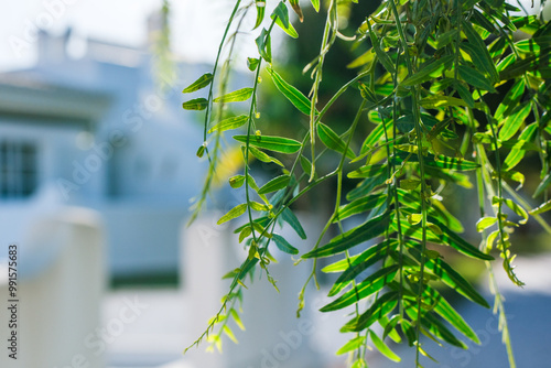 leaves on the window
