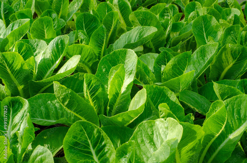 Fototapeta premium A lush green field of romaine lettuce plants basking in the sunlight. The vibrant green leaves are crisp and fresh, indicating high quality produce.