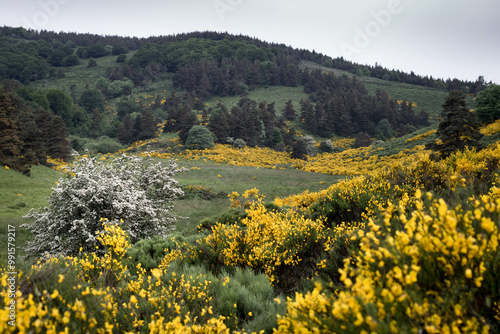 Floraison des genêts à balai photo