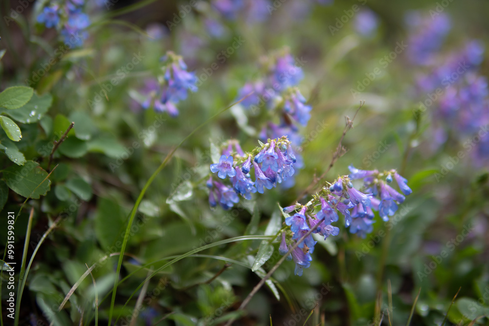 forget me not flowers forget me not flowers