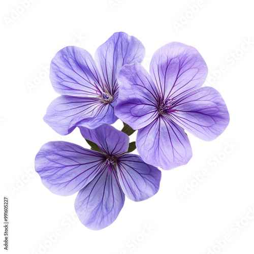 Obraz na płótnie Lavender geranium flower isolated on transparent background Generative AI 
