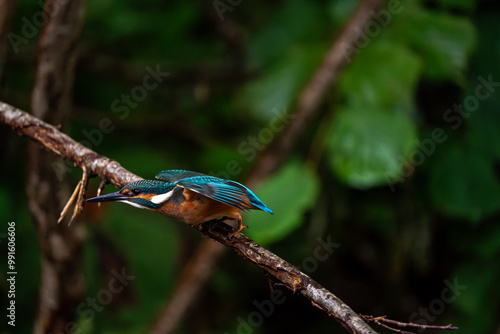 Wallpaper Mural Zimorodek na gałęzi Torontodigital.ca