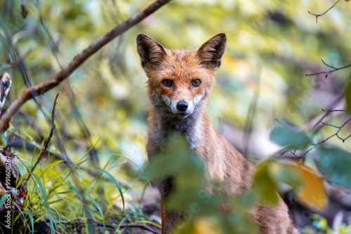 Wallpaper Mural Lis w lesie Torontodigital.ca