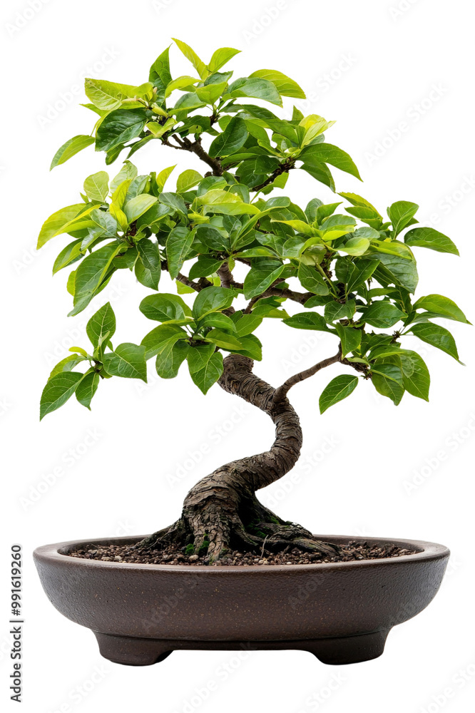 A small bonsai tree with intricate leaves and twisted trunk, isolated on transparent background, PNG file, perfect for serene displays A small bonsai tree with intricate leaves and twisted trunk, isolated on transparent background, PNG file, perfect for serene displays