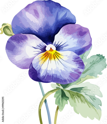 pansy flower