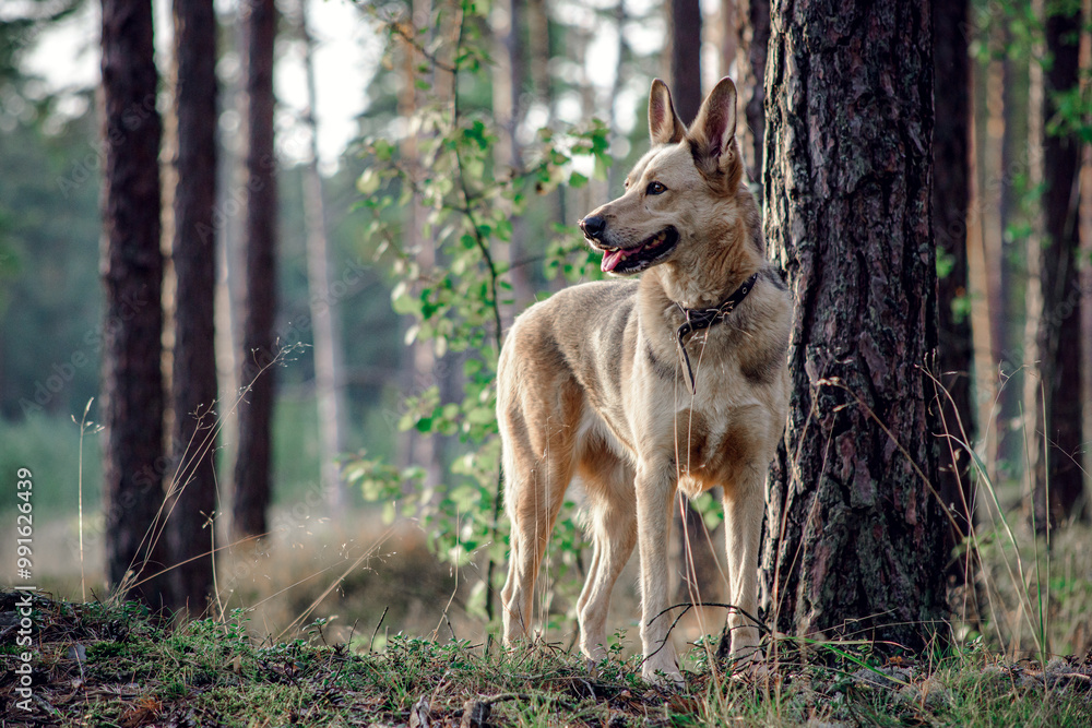 portrait of a dog portrait of a dog