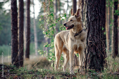 portrait of a dog