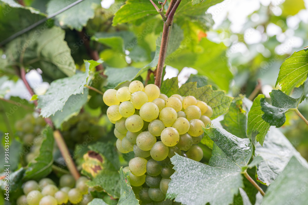 Vigne en fleur au moment des vendanges 