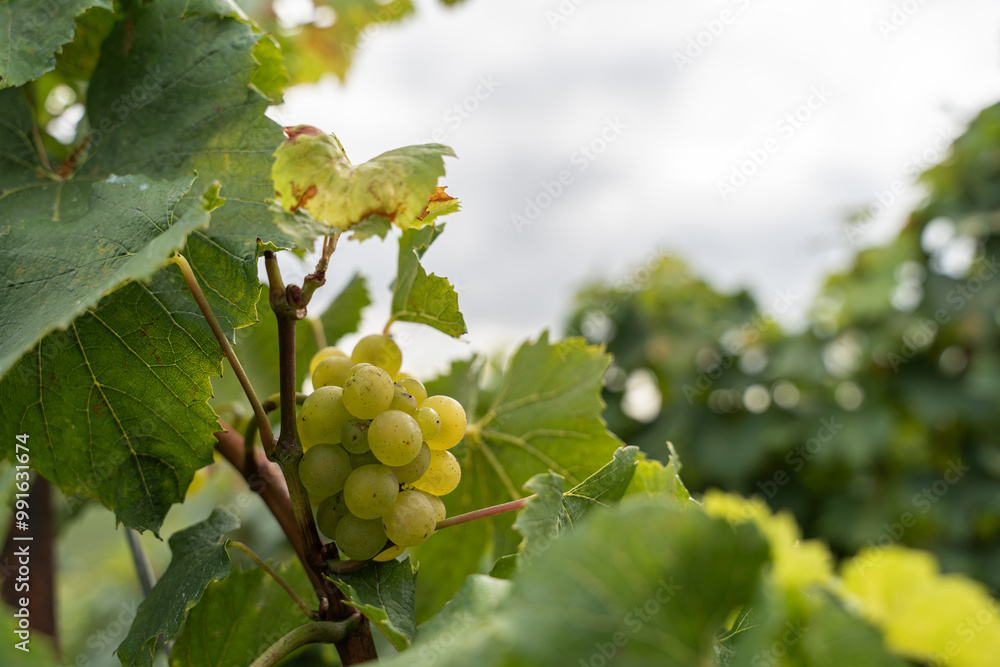 Vigne en fleur au moment des vendanges Vigne en fleur au moment des vendanges
