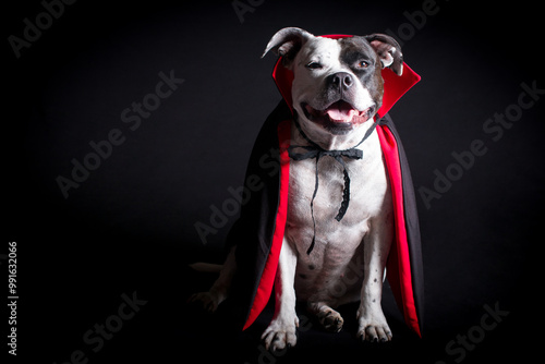 A dog in a vampire costume on a black background, with cloaks and red horns. Halloween party, funny animal