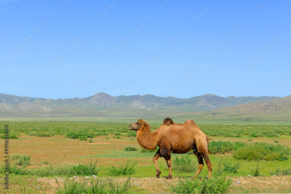 A typical landscape of central Mongolia