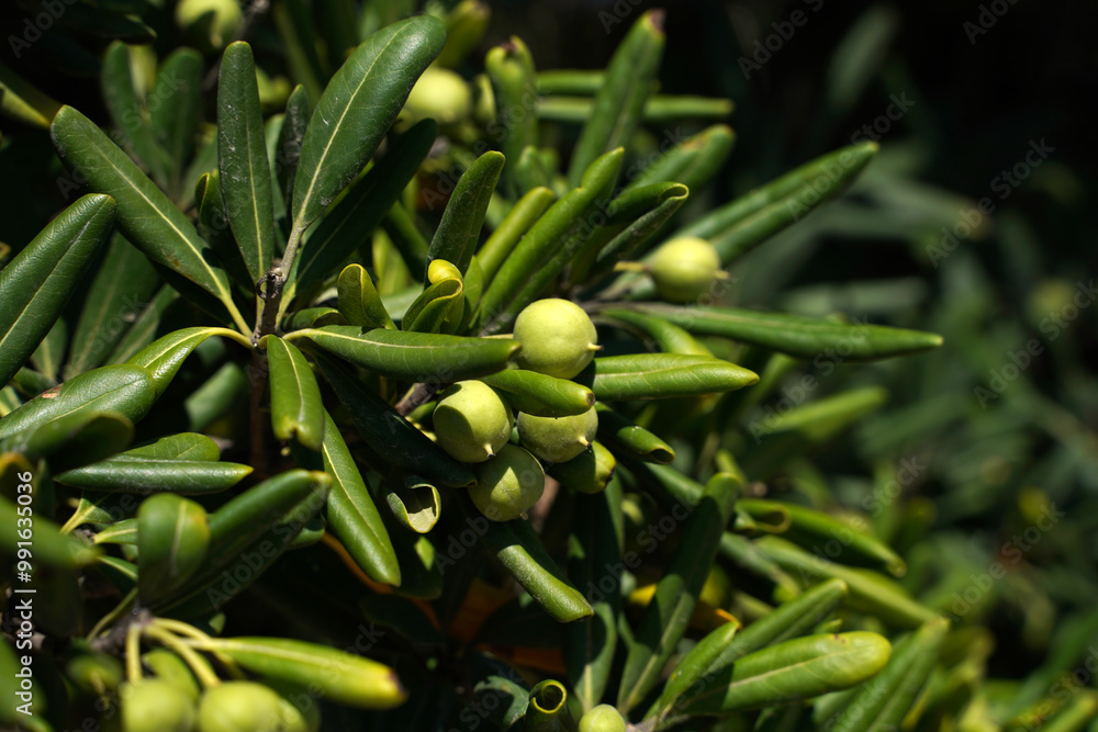 Pittosporum evergreen plant as hedge plant Pittosporum evergreen plant as hedge plant